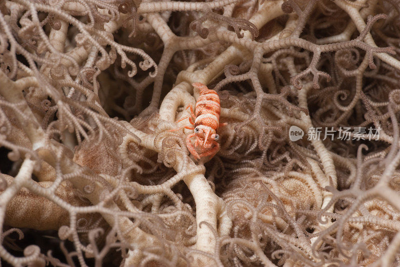 罕见照片:在篮子海星的鞭珊瑚虾Dasycaris zanzbarica